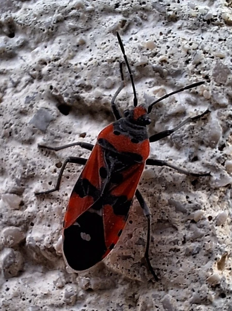 Lygaeus equestris/simulans