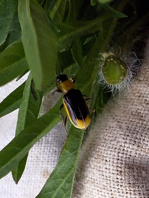 Diabrotica virgifera - amerikai kukoricabogár