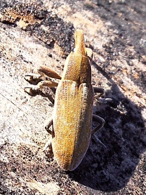 Lixus vilis - gémorr-dudvabarkó