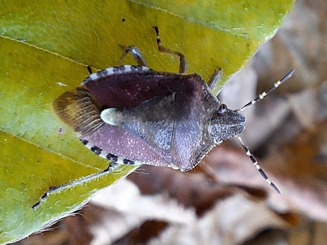 Dolycoris baccarum - közönséges bogyómászó-poloska Dolycoris baccarum - közönséges bogyómászó-poloska