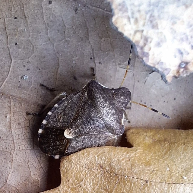 Peribalus strictus - tavaszi címerespoloska