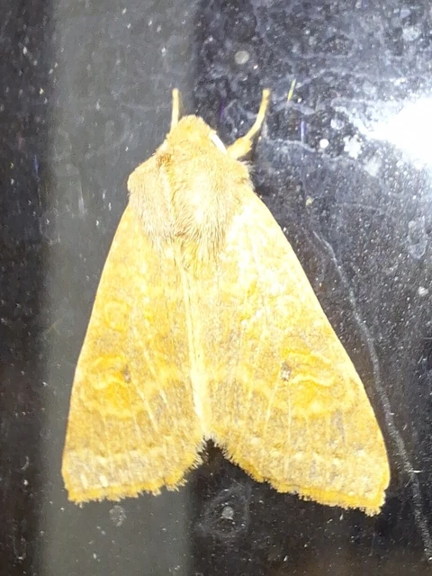 Cirrhia ocellaris - fakó sárgabagoly