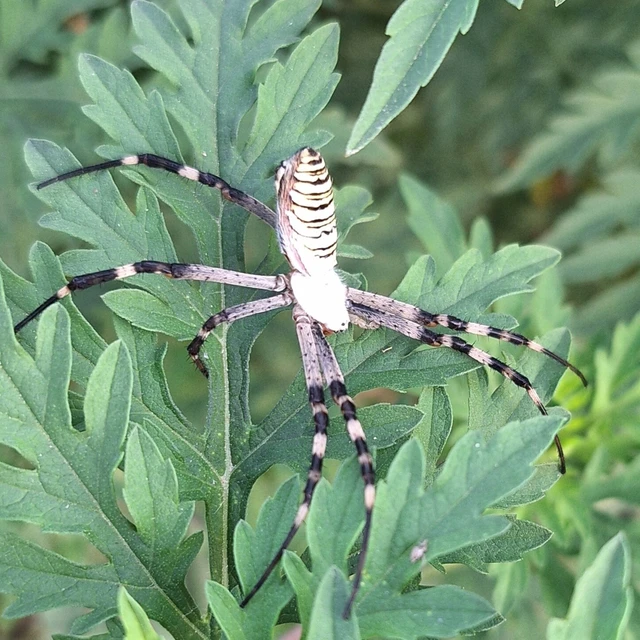 Araneae - Pókok