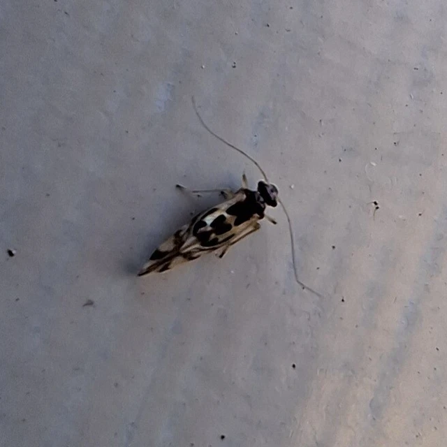 Psocoptera - Fürgetetvek