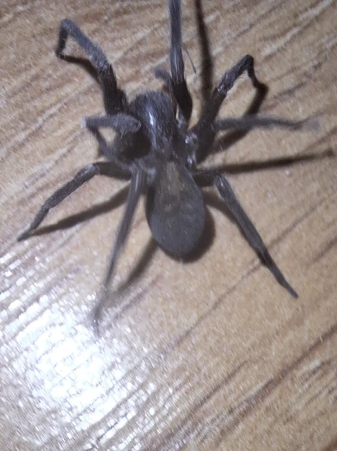 Araneae - Pókok