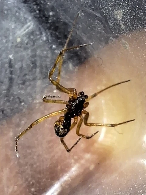 Araneae - Pókok