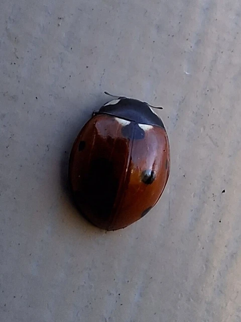 Coccinella septempunctata - hétpettyes katica