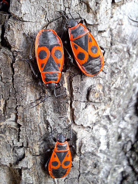 Pyrrhocoris apterus - verőköltő poloska