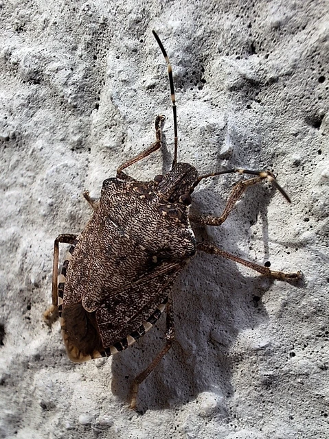 Halyomorpha halys - ázsiai márványospoloska