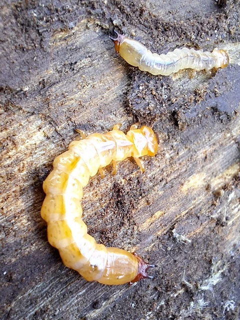 Pyrochroa