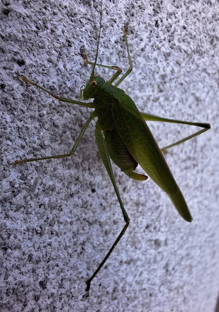 Phaneroptera nana - pontozott repülőszöcske