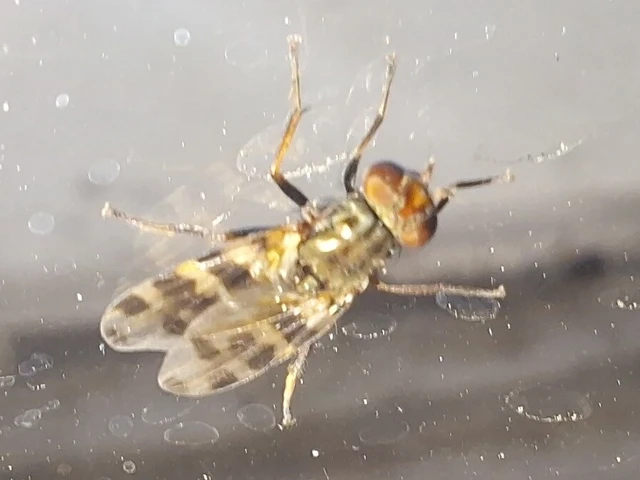 Diptera - Kétszárnyúak