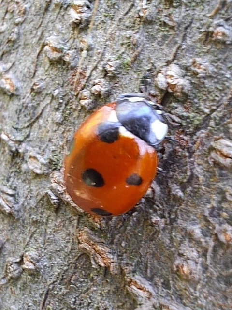 Coccinella septempunctata - hétpettyes katica