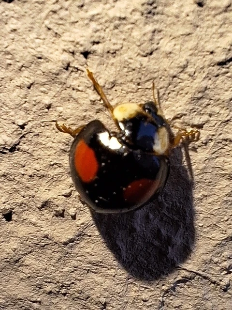 Harmonia axyridis - harlekinkatica
