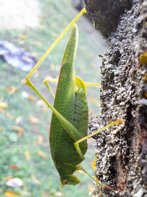 Phaneroptera nana - pontozott repülőszöcske