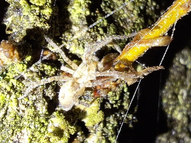 Araneae - Pókok