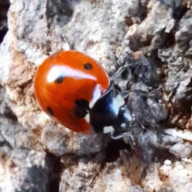 Coccinella septempunctata - hétpettyes katica