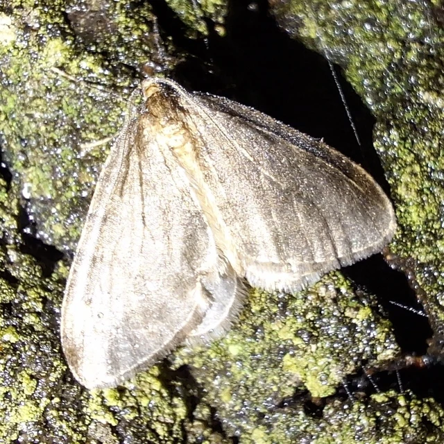 Operophtera brumata - kis téliaraszoló