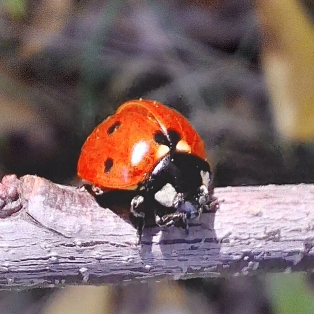 Coccinella septempunctata - hétpettyes katica