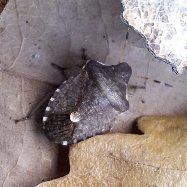 Peribalus strictus - tavaszi címerespoloska