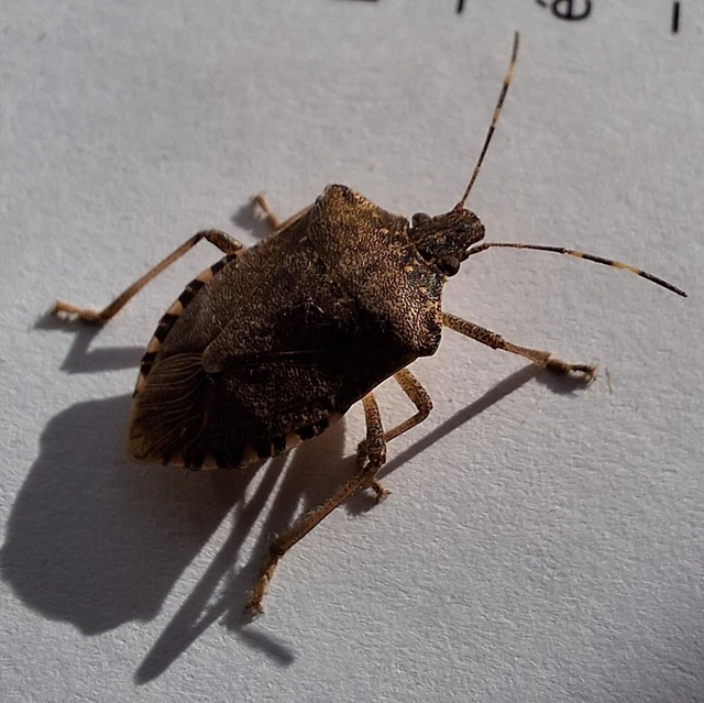 Halyomorpha halys - ázsiai márványospoloska