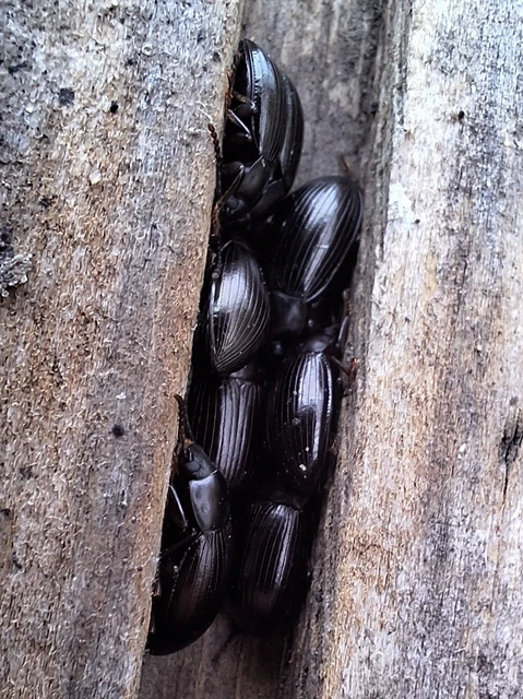 Nalassus dermestoides - rövidszárnyú gyászbogár