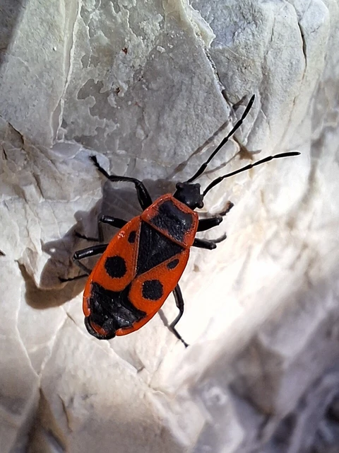 Pyrrhocoris apterus - verőköltő poloska