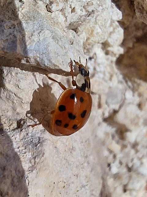 Harmonia axyridis - harlekinkatica