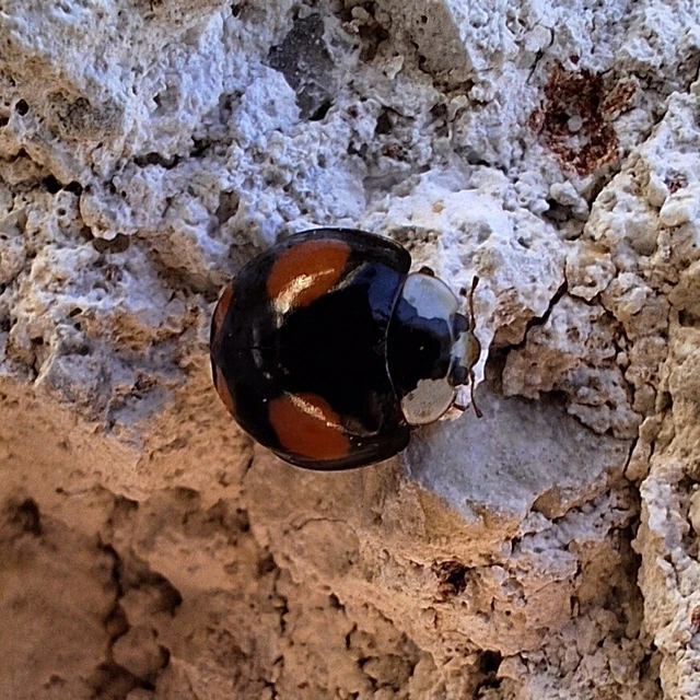 Harmonia axyridis - harlekinkatica