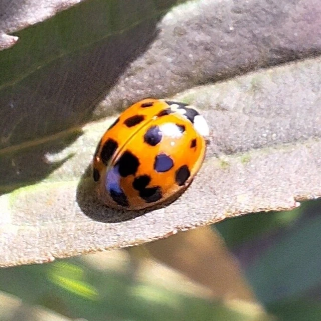 Harmonia axyridis - harlekinkatica