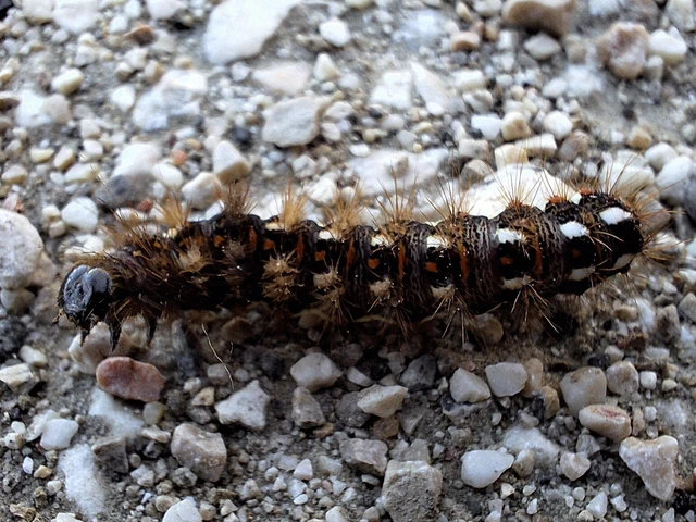 Acronicta rumicis - sóska-szigonyosbagoly Acronicta rumicis - sóska-szigonyosbagoly