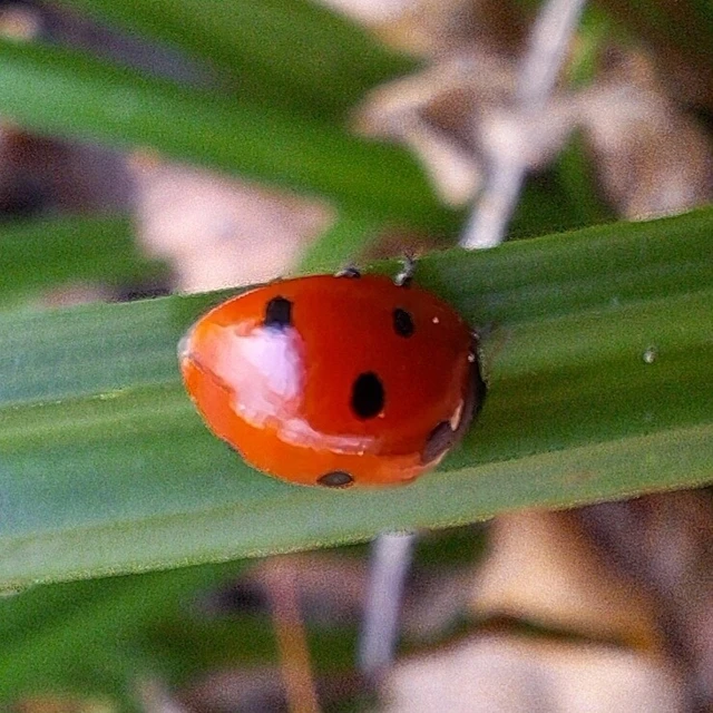 Coccinella septempunctata - hétpettyes katica