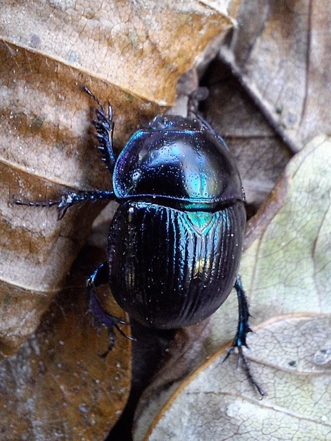 Anoplotrupes stercorosus - erdei álganéjtúró Anoplotrupes stercorosus - erdei álganéjtúró