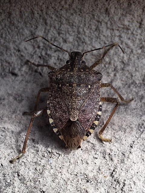 Halyomorpha halys - ázsiai márványospoloska