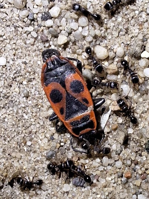 Pyrrhocoris apterus - verőköltő poloska