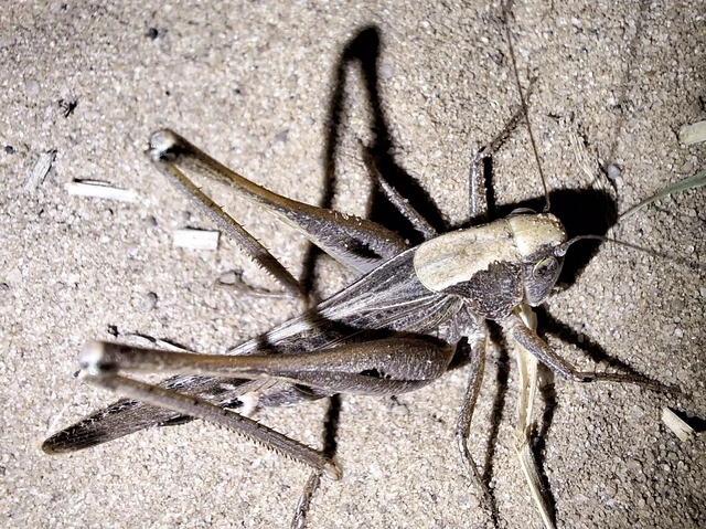 Orthoptera - Egyenesszárnyúak