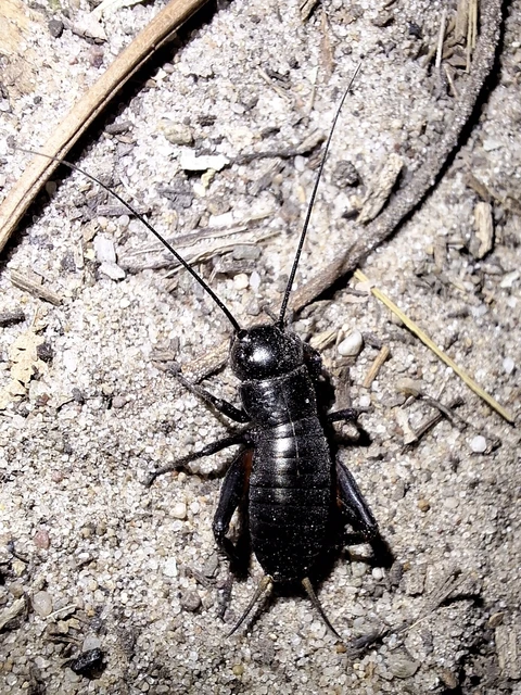 Orthoptera - Egyenesszárnyúak