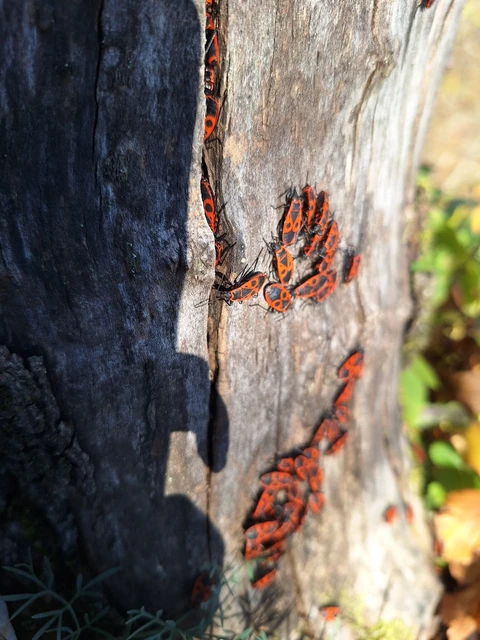 Pyrrhocoris apterus - verőköltő poloska