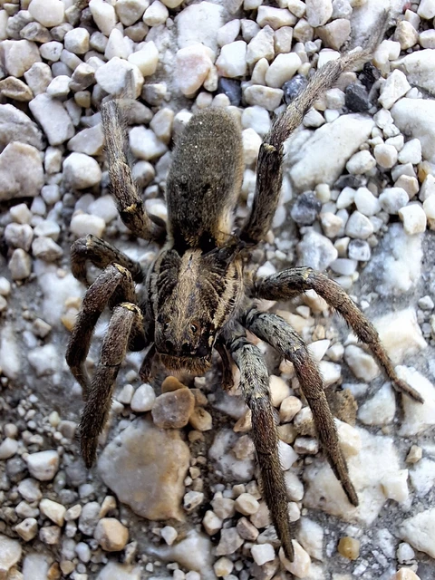 Araneae - Pókok