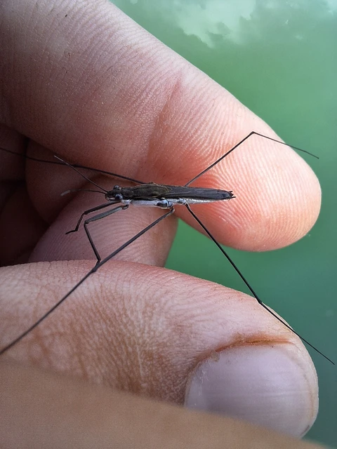 Gerridae - molnárpoloskák