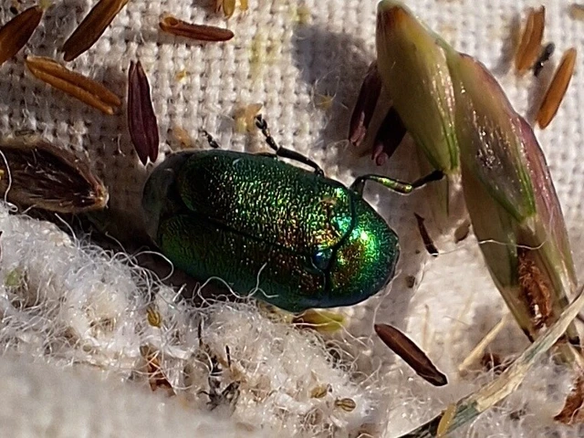Cryptocephalus