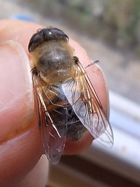 Diptera - Kétszárnyúak