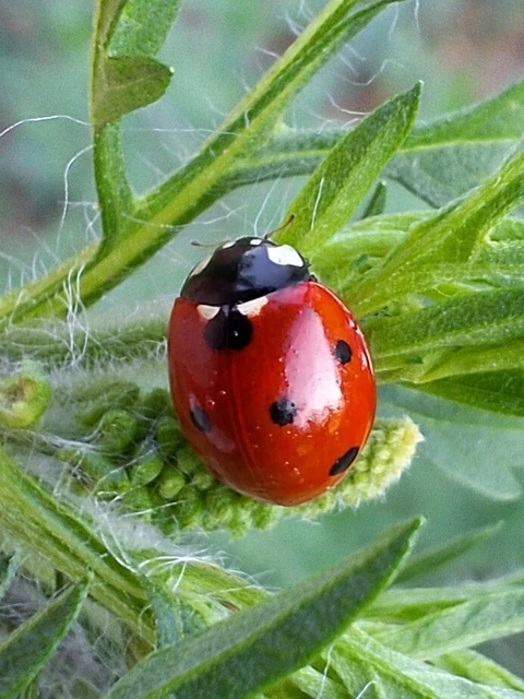 Coccinella septempunctata - hétpettyes katica