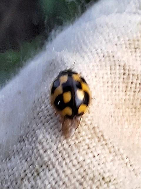 Propylea quatuordecimpunctata - tizennégypettyes füsskata