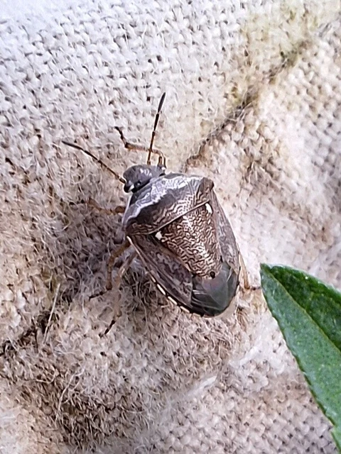 Eysarcoris ventralis - fakó feketefejű-poloska Eysarcoris ventralis - fakó feketefejű-poloska