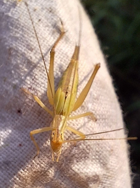 Orthoptera - Egyenesszárnyúak