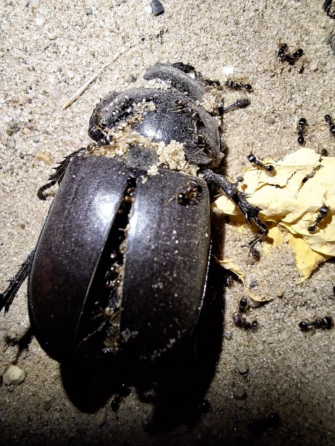 Lucanus cervus - nagy szarvasbogár