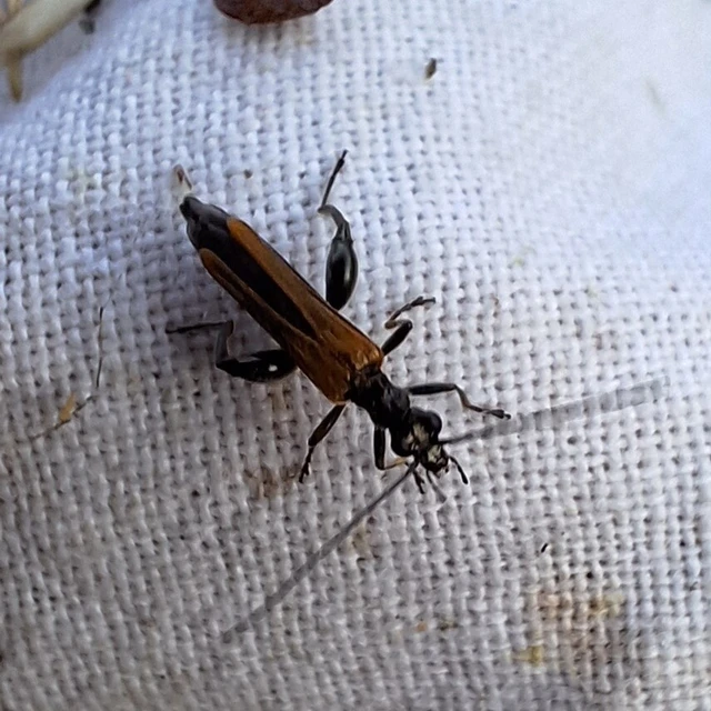 Oedemera femorata - sárgahátú álcincér