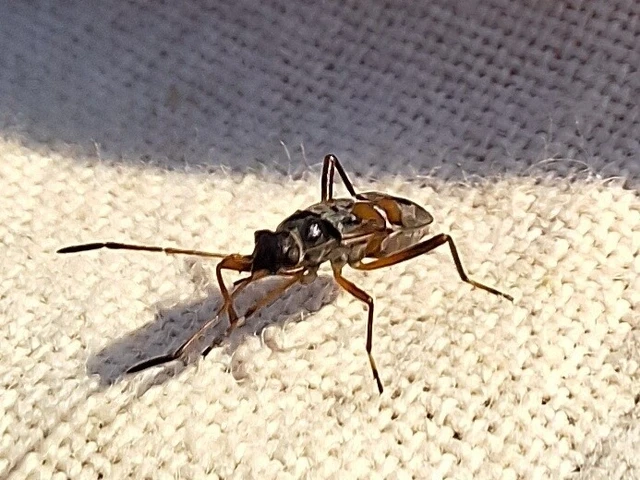 Rhyparochromidae - földibodobácsok