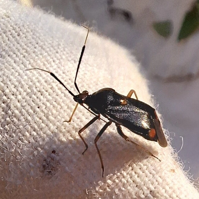 Deraeocoris ruber - vöröses mezeipoloska